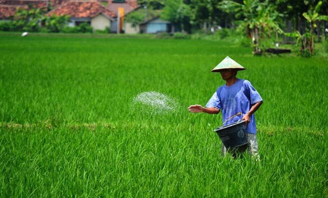 Cara Pemupukan Padi agar Tumbuh Subur