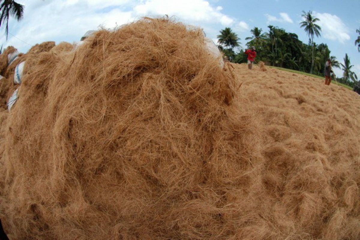 Pohon kelapa dengan sabut kelapanya yang serbaguna