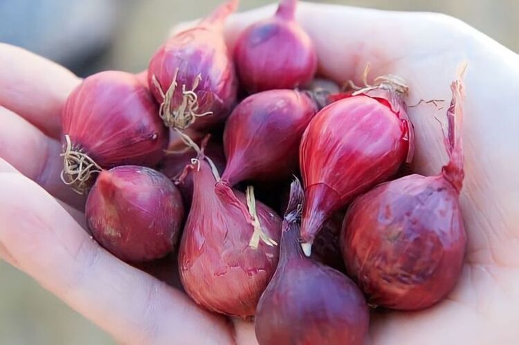 cara menanam bawang merah