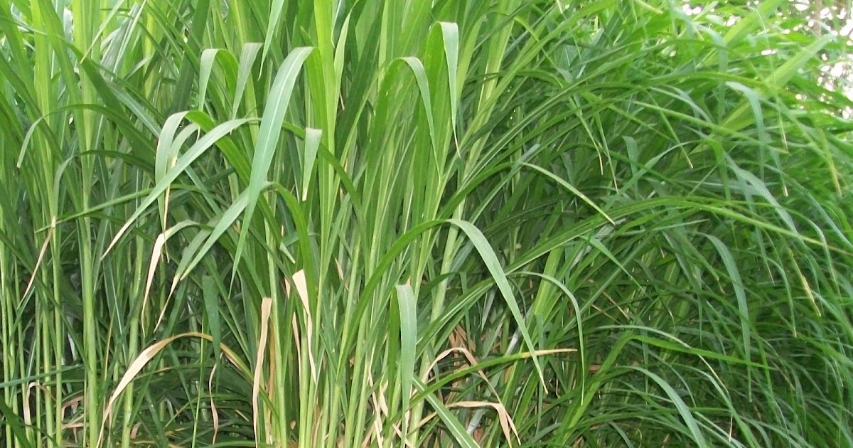 cara mengolah rumput menjadi cuan