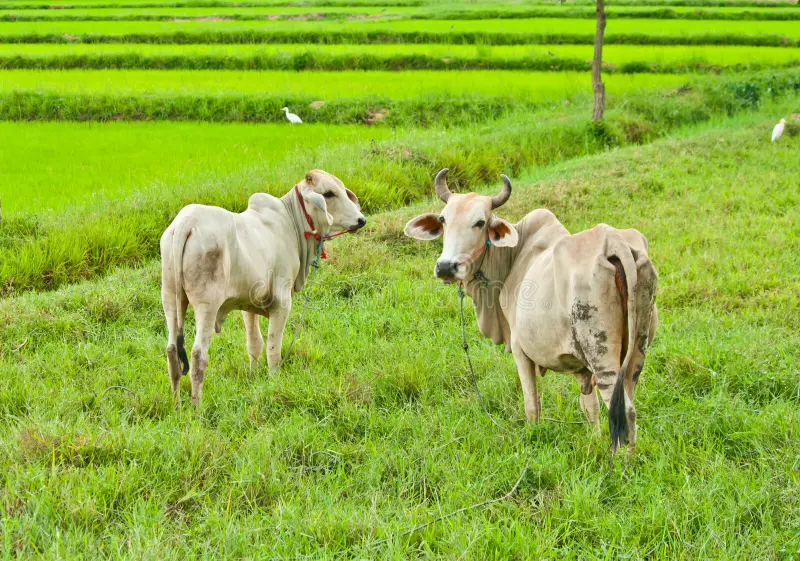 Jenis-jenis Hijauan Pakan Ternak Solusi Nutrisi Sehat