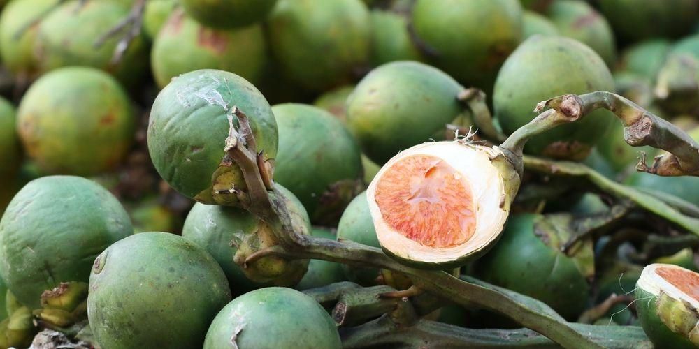 Manfaat Buah Pinang yang Harus Kamu Tahu