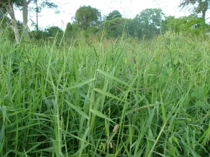 Panduan Lengkap Menanam Rumput Gajah