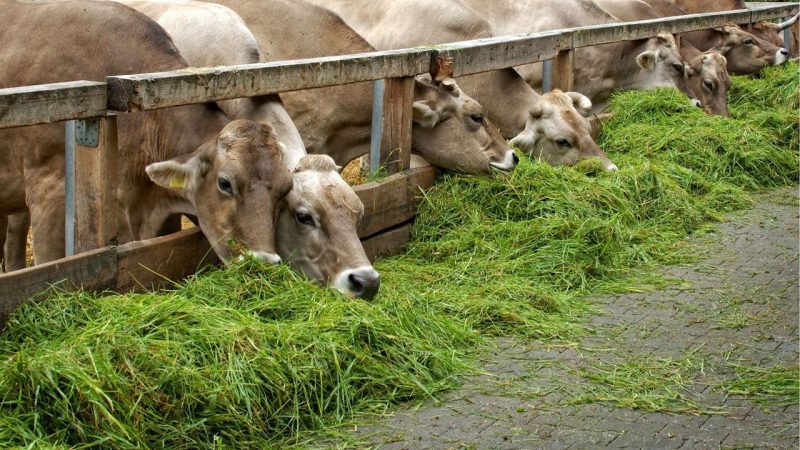 Yuk Cari Tahu Tentang Jenis-Jenis Rumput untuk Pakan Ternak