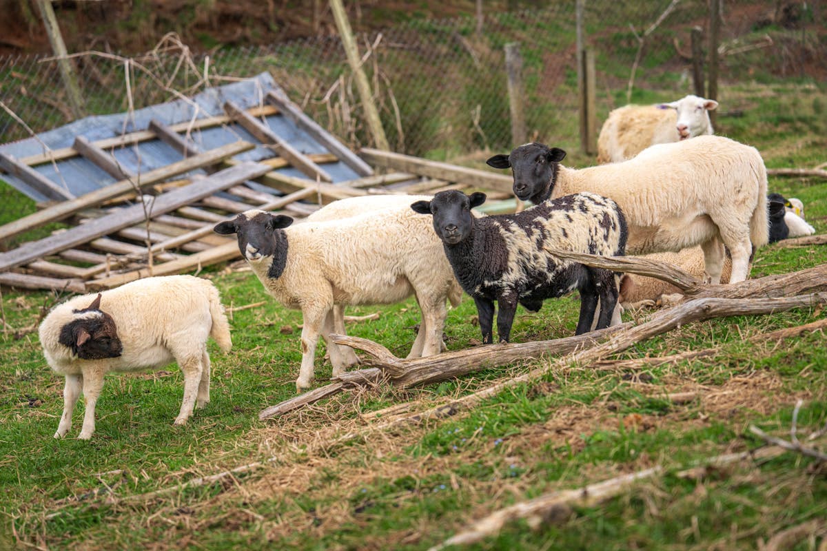 Pakan Silase Terbaik Kambing Hamil Nutrisi Optimal Kehamilan