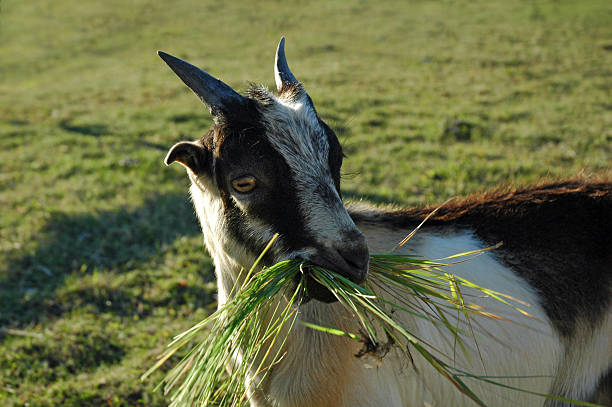 Bahan Terbaik untuk Silase Kambing! Pakan Berkualitas Tinggi