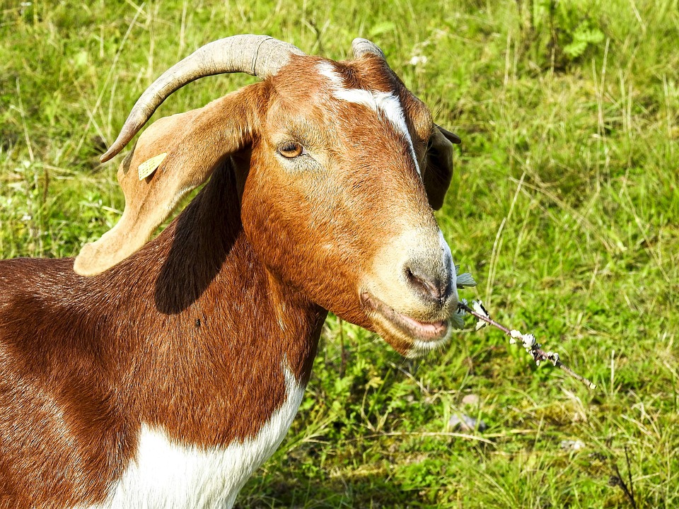 Makanan Sehat Kambing Boer Mengoptimalkan Produktivitas