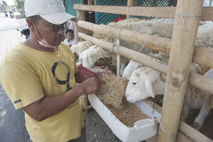 Usaha Pakan Ternak Kambing yang Menjanjikan!