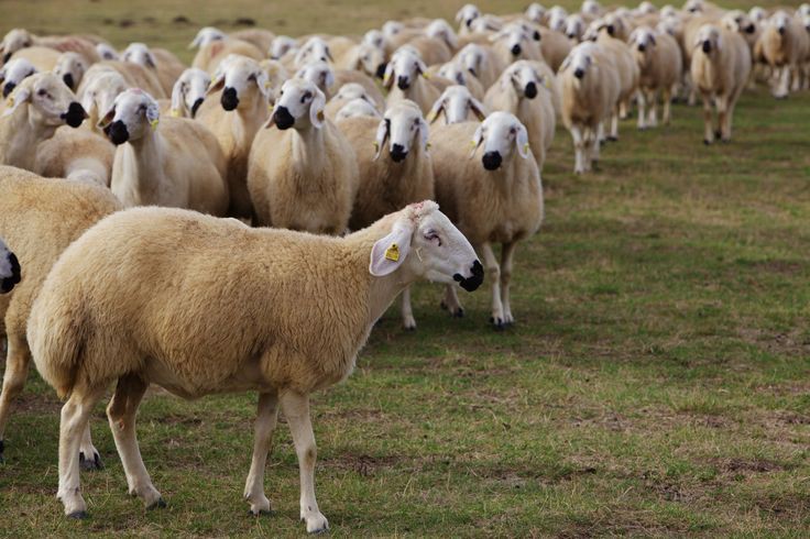 Prospek Bisnis Ternak Kambing Etawa