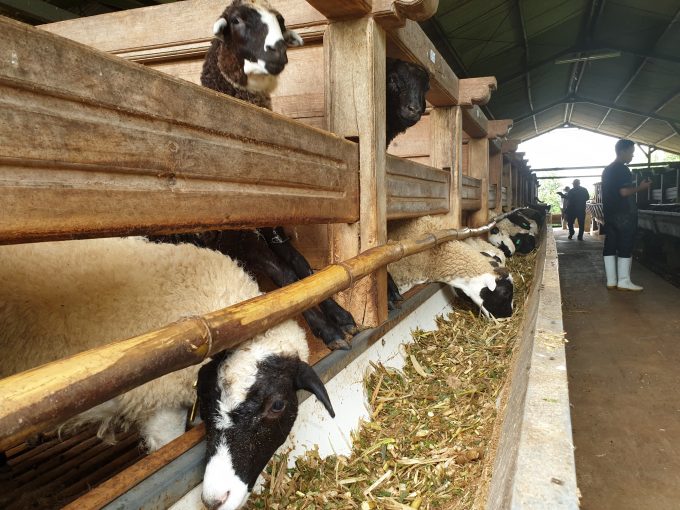 Usaha Penggemukan Kambing Tanpa Rumput yang Bagus