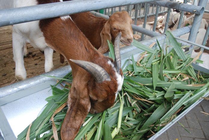 Rumput Pakan Ternak Yang Mudah Dibudidayakan