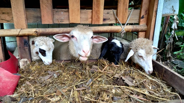 silase kambing