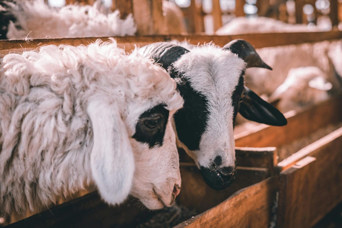 Membuat silase Kambing