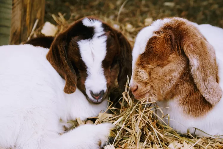 fermentasi pakan kambing 