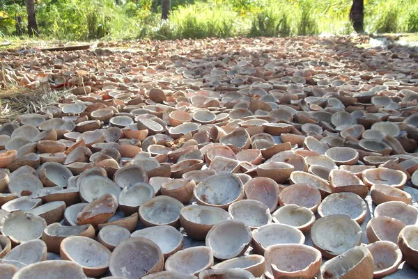 mengeringkan kelapa di bawah sinar matahari