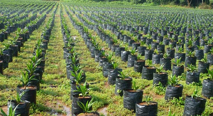 pembiitan kelapa sawit