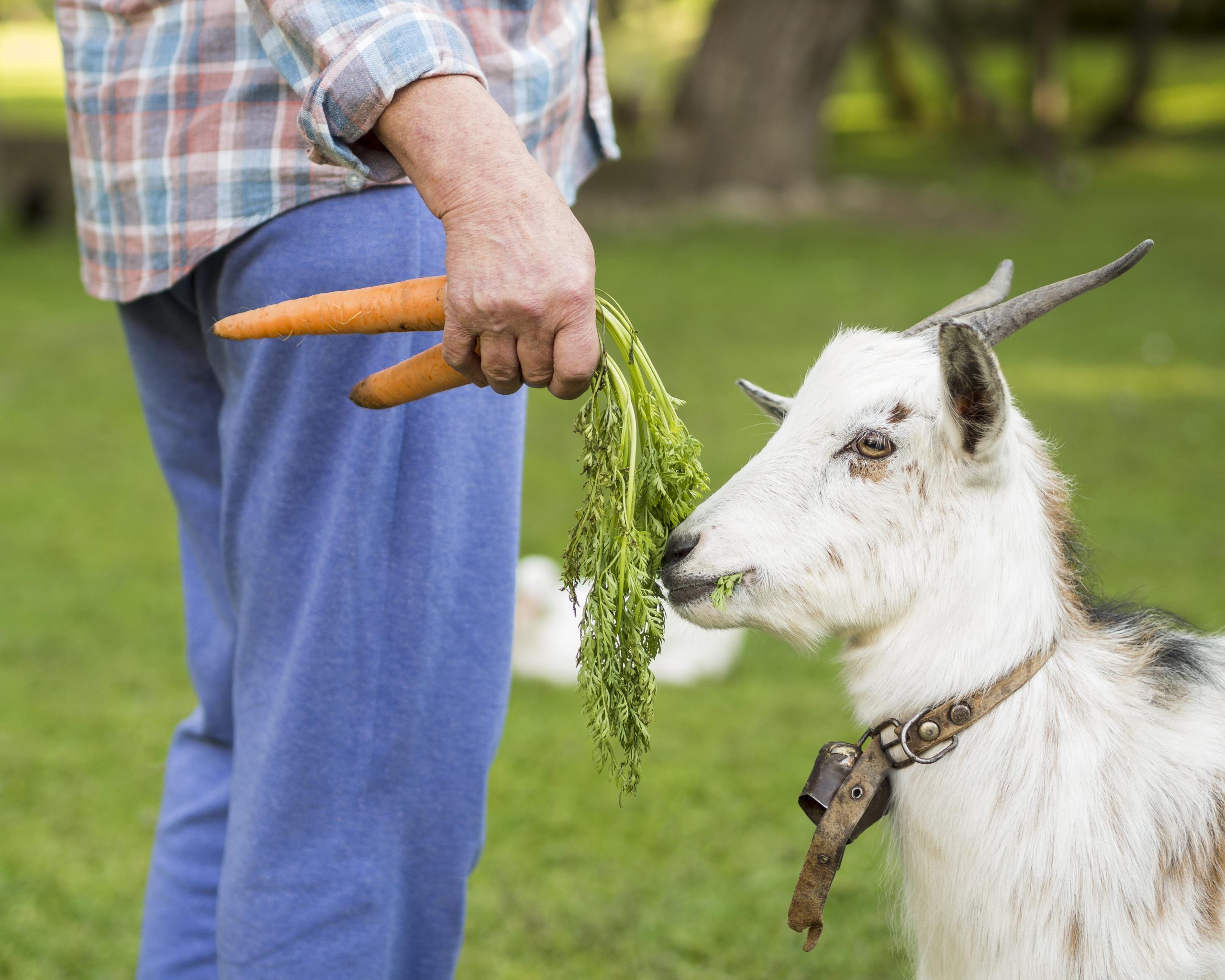 Daun Pakan Ternak Kambing yang Bernutrisi Tinggi!