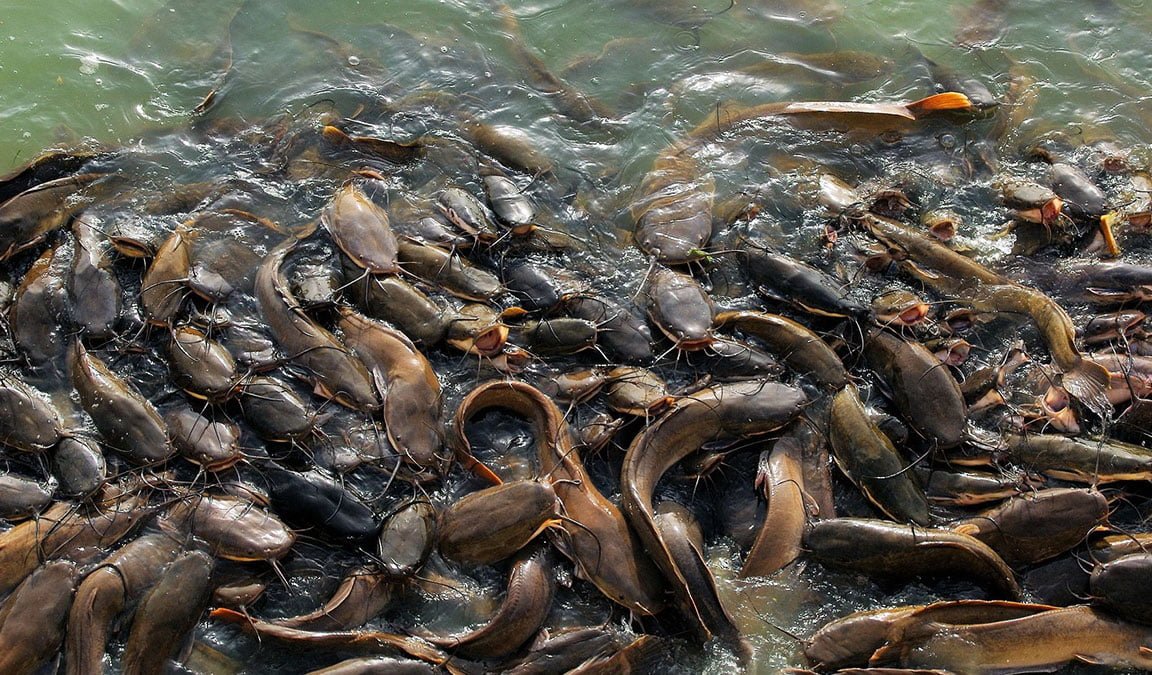 Cara Meningkatkan Pertumbuhan Ikan Lele Secara Maksimal