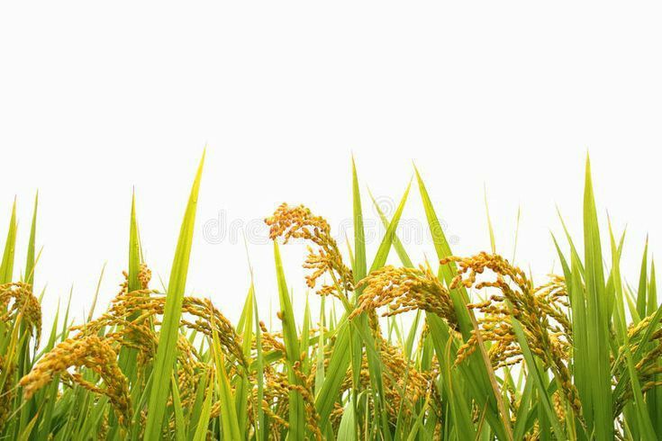 Pengupasan Sekam Kulit Padi untuk Hasil Beras Lebih Berkualitas