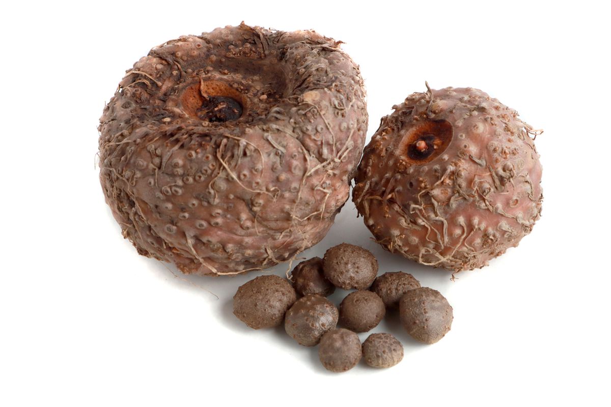 Proses Pengolahan Umbi Porang dari Bahan Mentah hingga Siap Digunakan