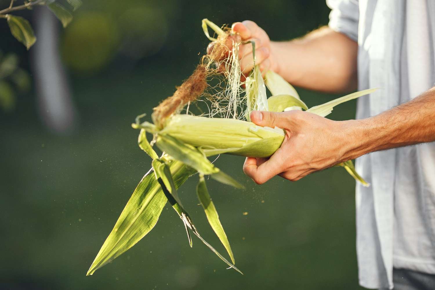 peralatan pasca panen jagung
